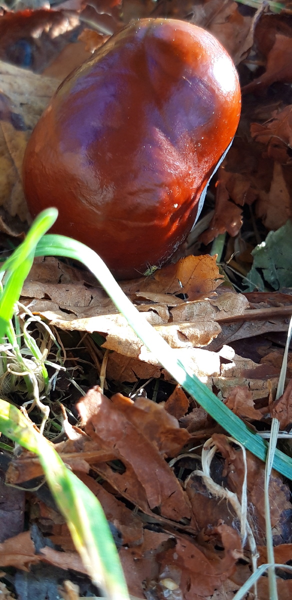 Каштан в парке. Сентябрь '24