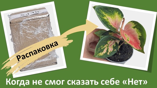 Аглаонема Красный Дракон (Aglaonema Red Dragon). Распаковка, оценка состояния, первичный уход