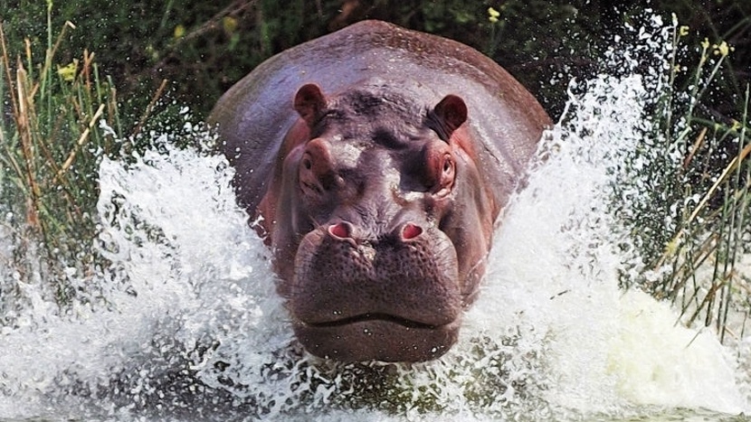 Бегемоты живут не только в Африке, но и за океаном — в Южной Америке