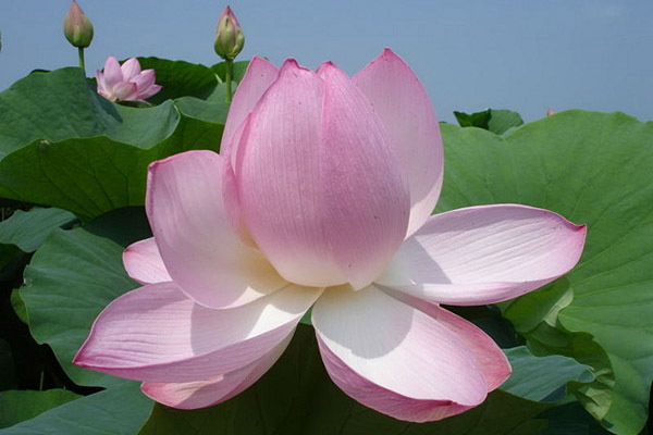 Лотос - символ божественной чистоты.