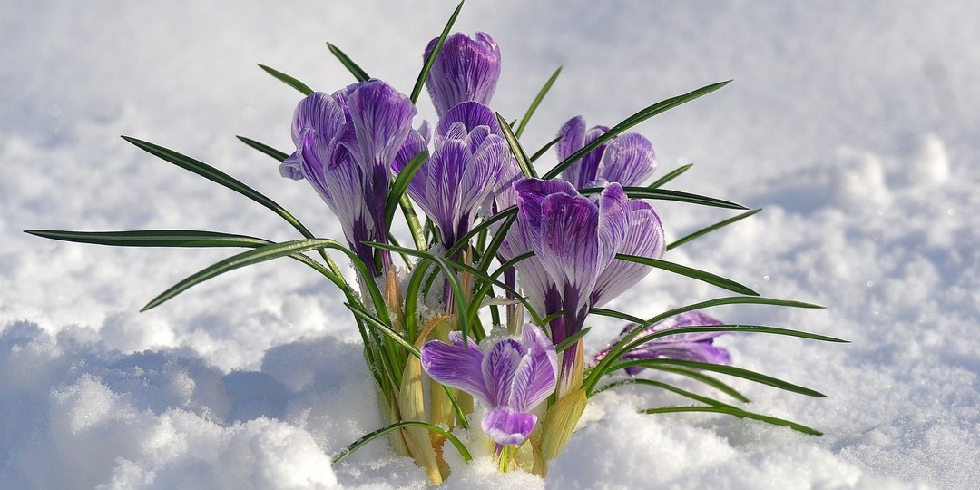 Не дайте своим цветам замерзнуть! Правила подготовки многолетних цветов к зимовке.