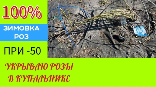 УКРЫЛА 150 роз за неделю!!!100%зимовка роз при таком укрытие!!! ПРОВЕРЕНО!!!07.10.24