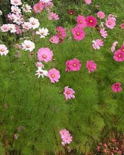 выращивание космеи