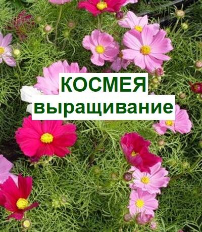 космея выращивание