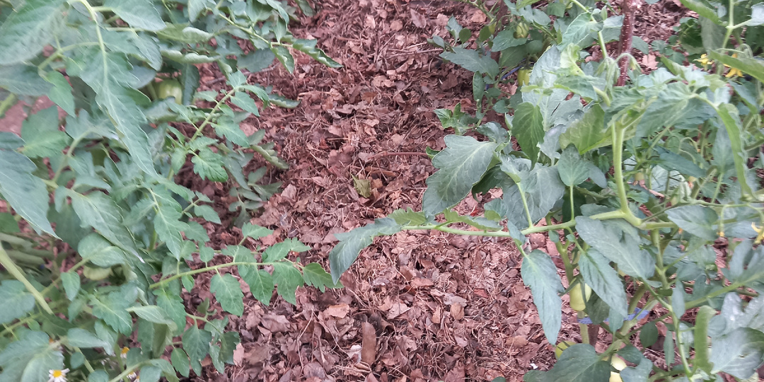 Урожайность грядок зависит не от NPK, дело в углекислоте: теперь понятно, почему органические удобрения так нужны растениям