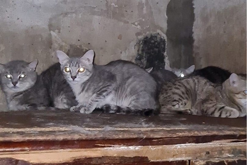    Инцидент Кемерово/VK