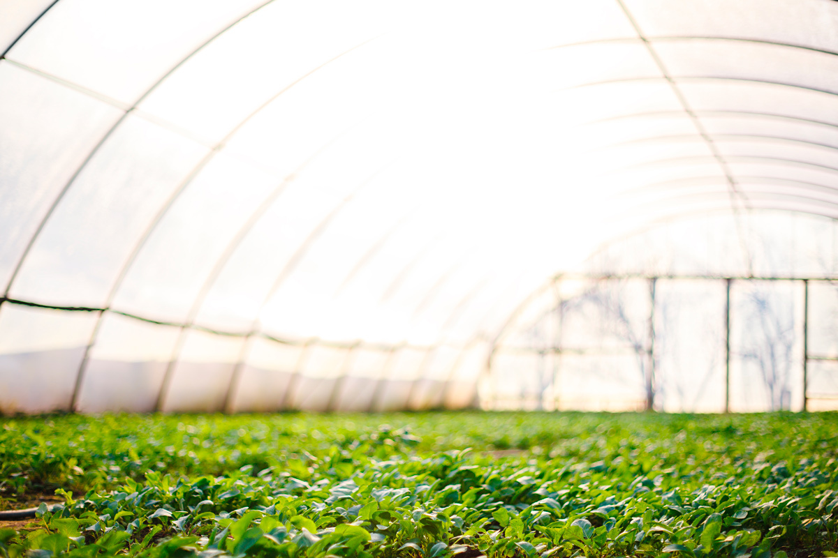    Фото: isak55 / Shutterstock.com