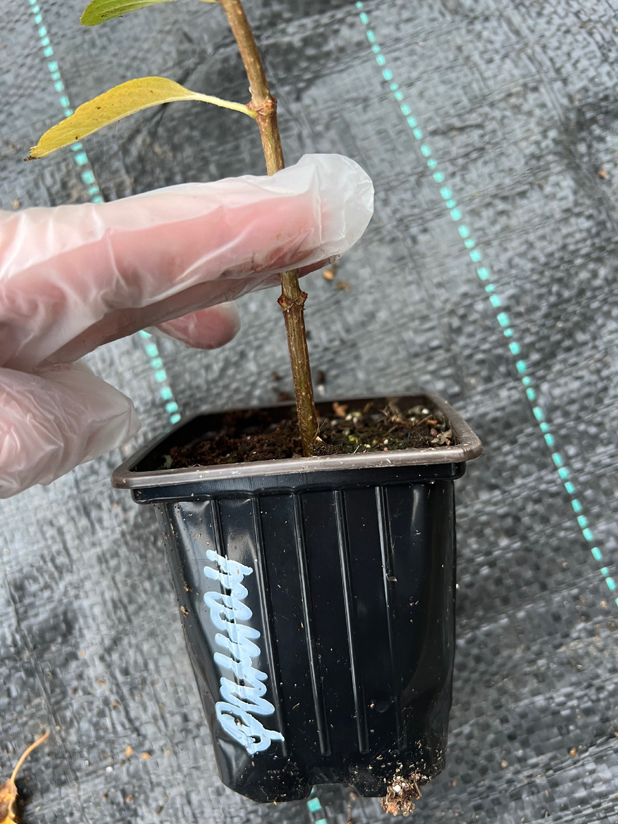 Обрезка однолетнего черенка на одну пару почек