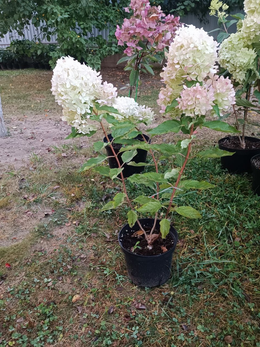 Двухлетний кустик метельчатой гортензии «Фантом»