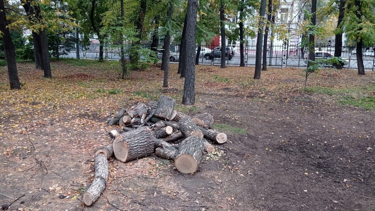    В саратовских «Липках» массово вырубили зараженные деревьяНовости Саратова и области – Сетевое издание «Репортер64»