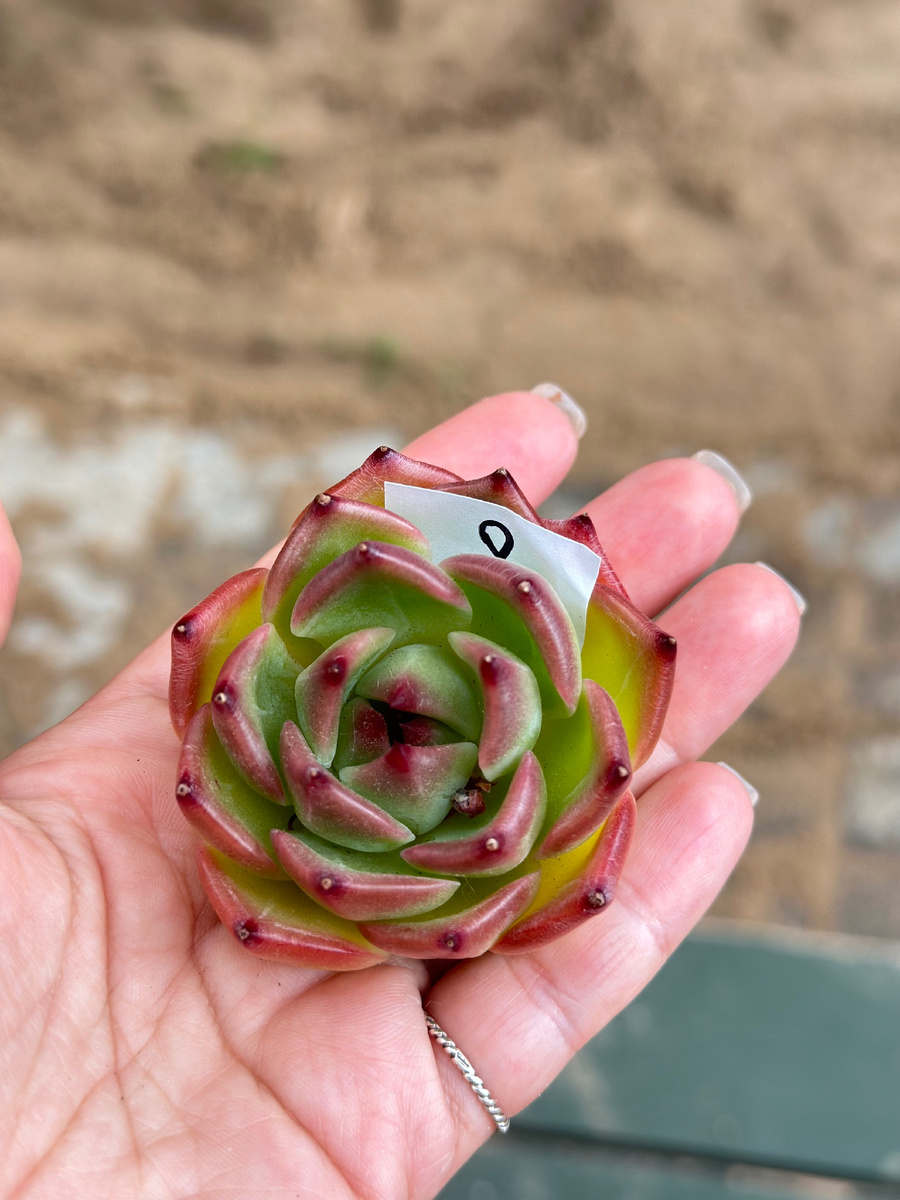 Ехеверия цезарь