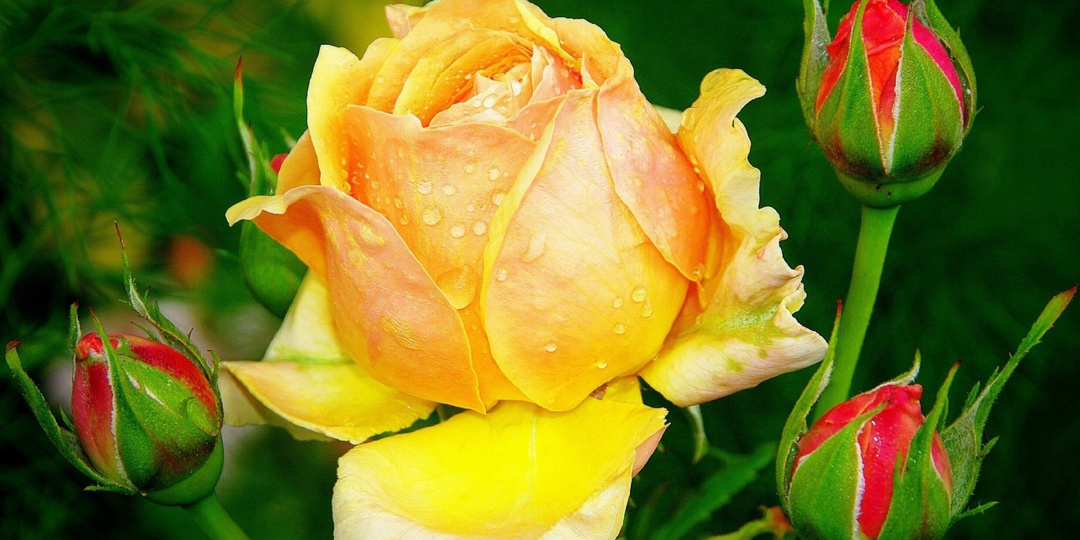 Как подготовить розы к зиме: система с которой кусты будут как у профессионалов