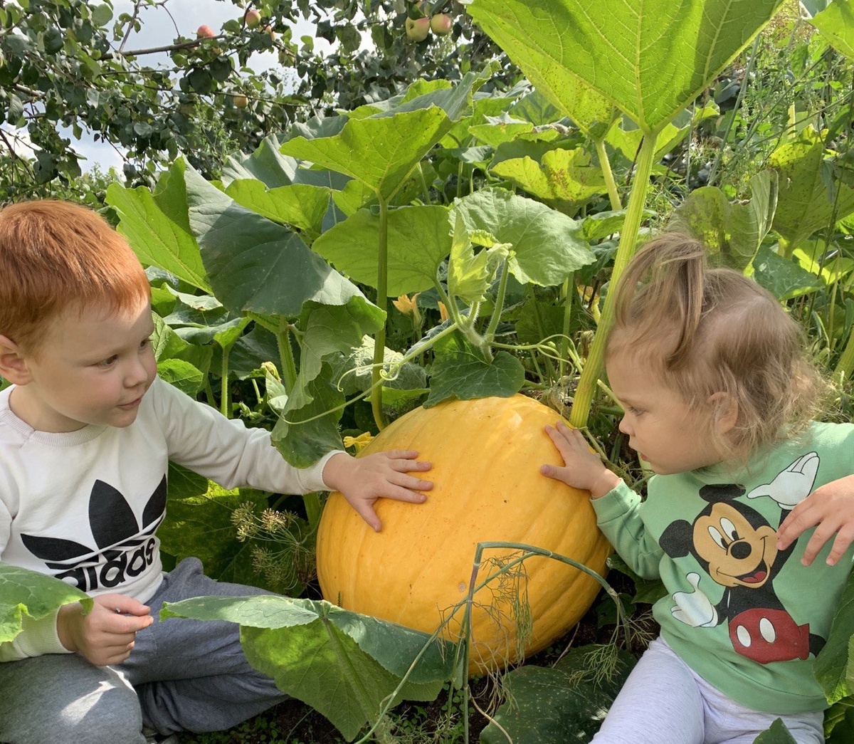 Надеюсь всех нынче порадовал урожай тыквы?