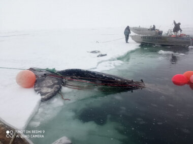 Мясо кита в меню аборигена – привычное дело / Фото: сайт правительства Чукотского автономного округа