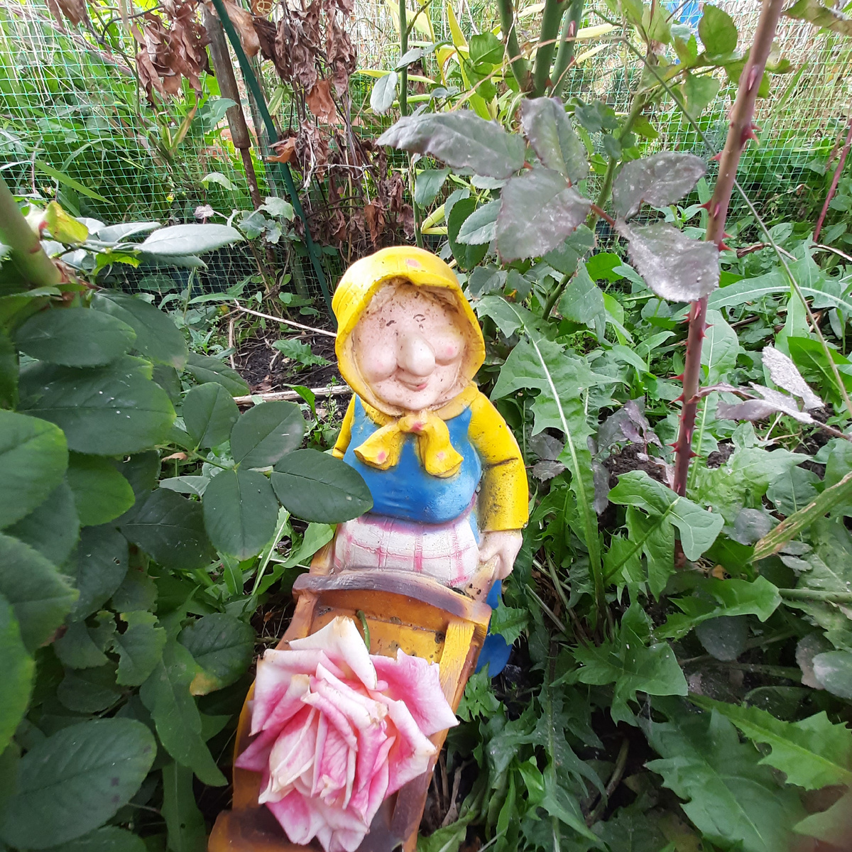 А вот эта бабка знала,что розы пора обрезать)