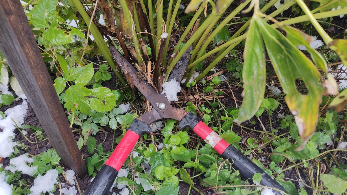 Одним из важных этапов ухода за пионами является обрезка осенью