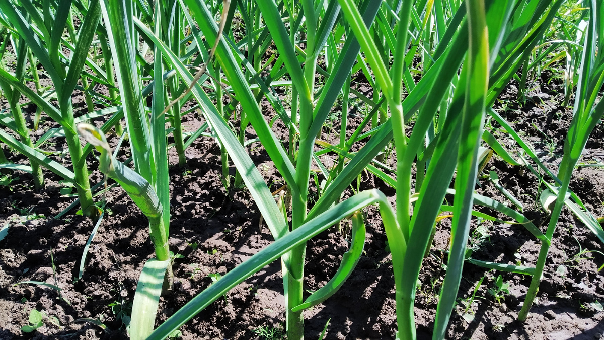 Чеснок - популярная культура, которая известна своими полезными свойствами и острым вкусом