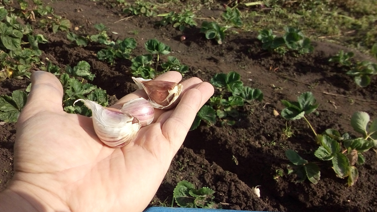 Чтобы получить хороший урожай чеснока, нужно правильно посадить его осенью. Одним из важных факторов успешной посадки является температура почвы.