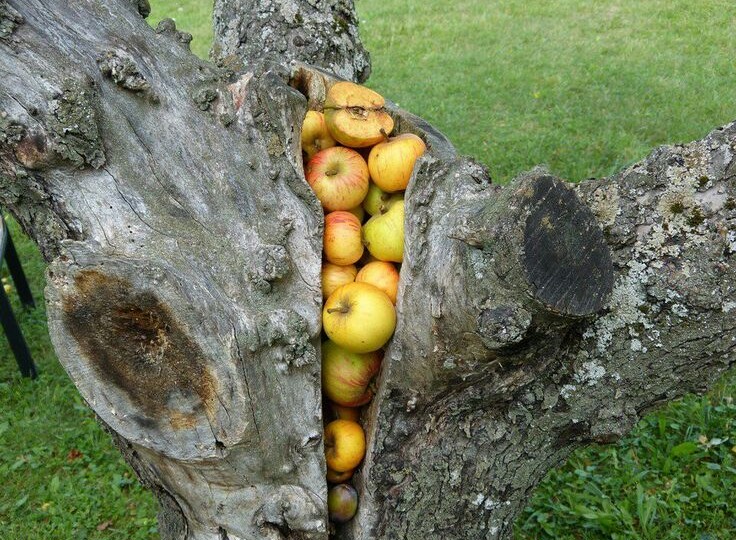 Чтобы дерево засохло скорее, ему следует немного помочь, рассказываю как