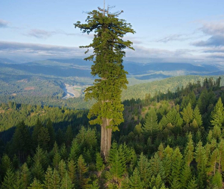 Скачал фото секвойи с просторов инета.