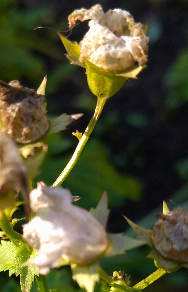 Коробочка с семенами на кисти отцветшего молочноцветкового колокольчика