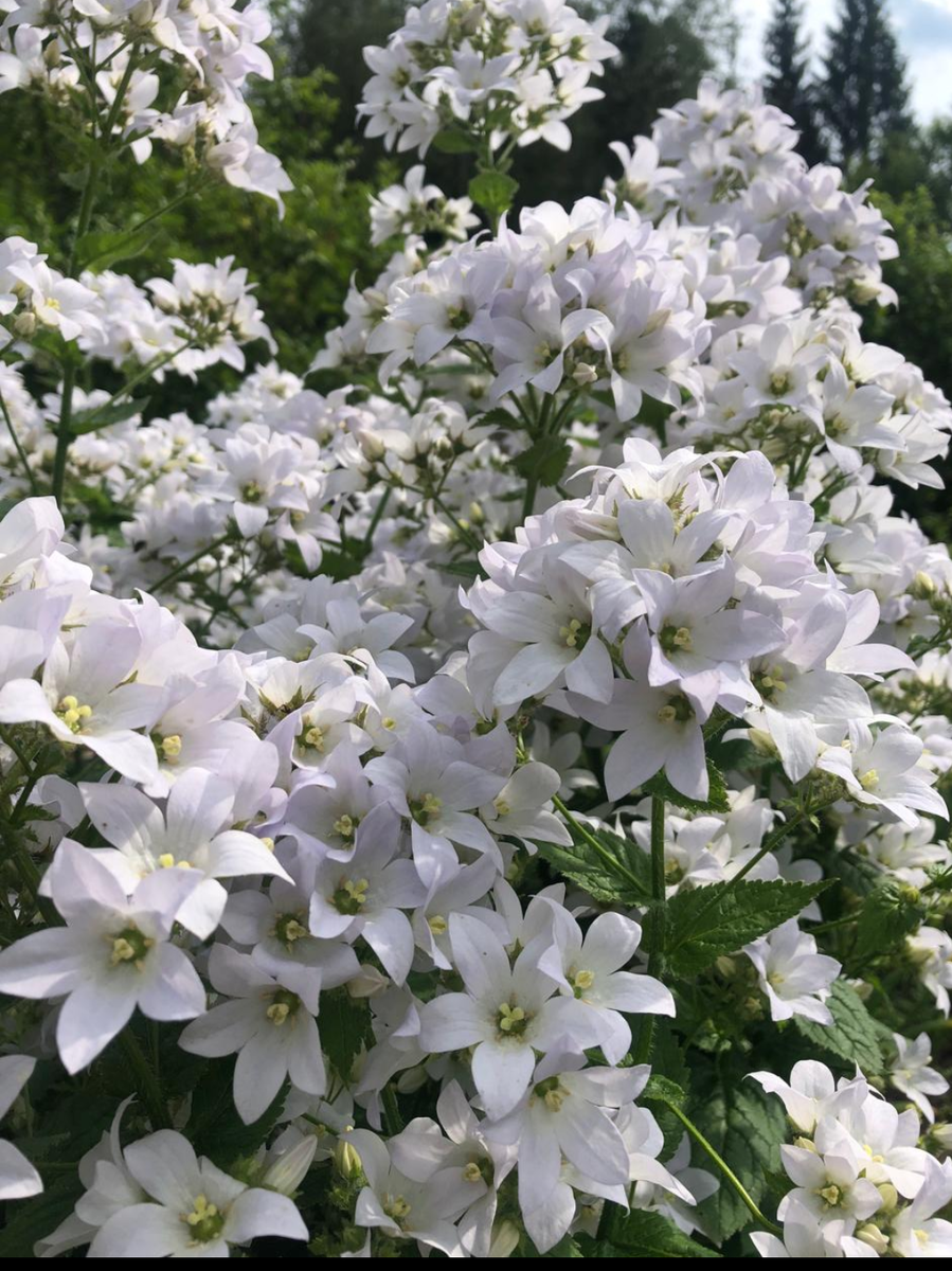 Первое цветение молочноцветкового колокольчика