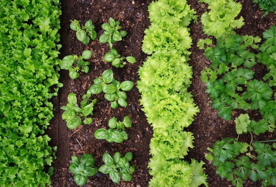 Уже в начале апреля можно получить зелень при высадке семян способом «зелень под зиму».
