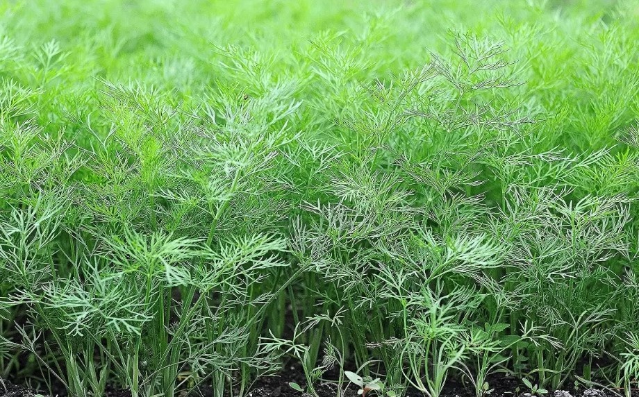 Прикрывать парником посадки укропа весной не нужно.