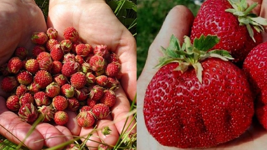 Прощай, мелкая клубника: проверенная система выращивания крупных ягод, доступная даже новичкам