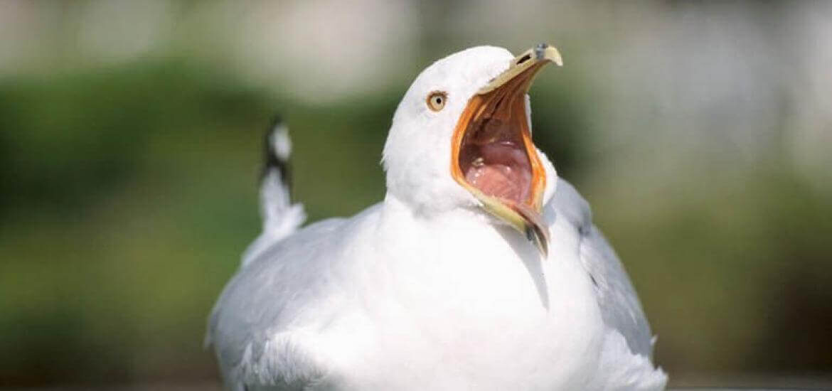    Зевают не только люди, но даже птицы. Источник фото: apus.ru