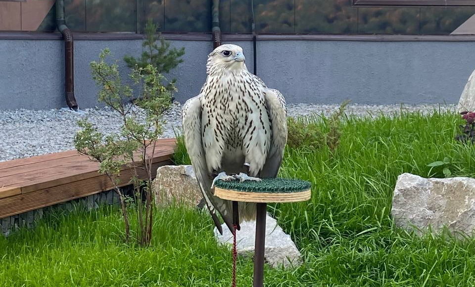    Фото: Соколиный центр "Камчатка"
