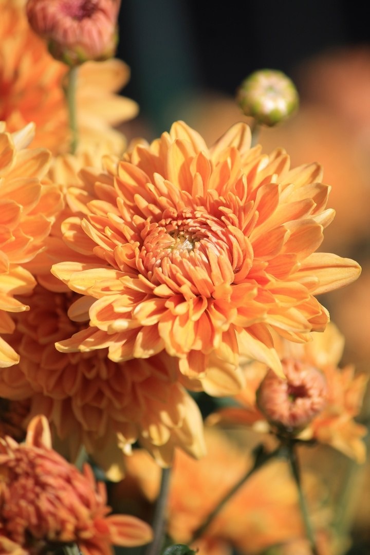 Никитский ботанический сад