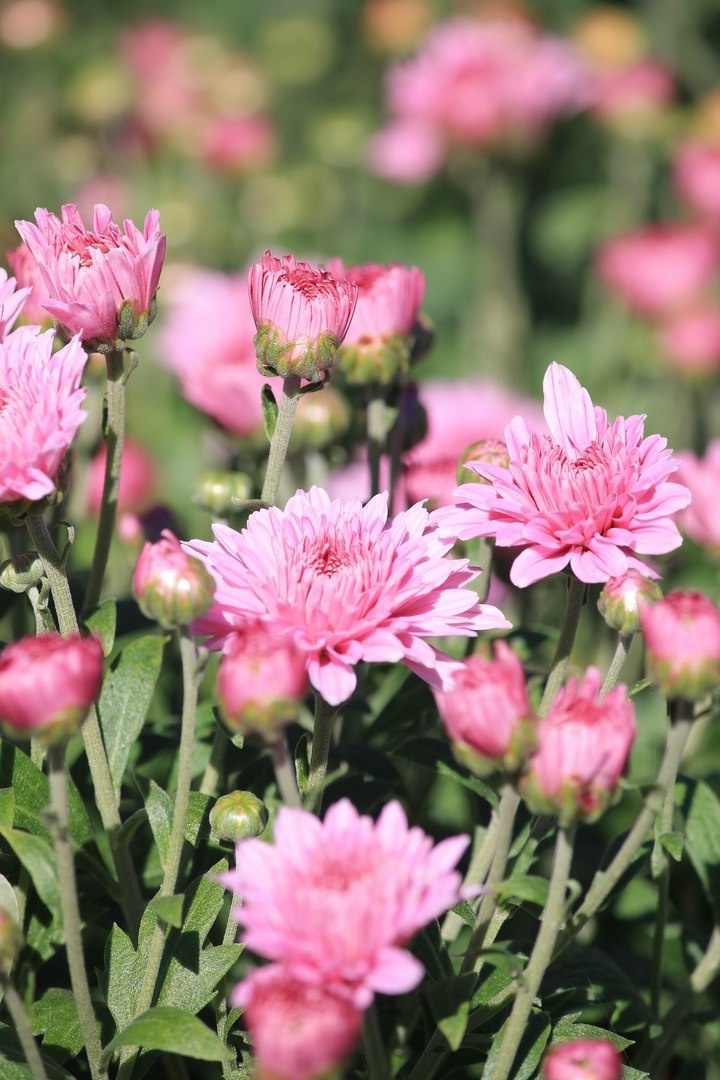 Никитский ботанический сад