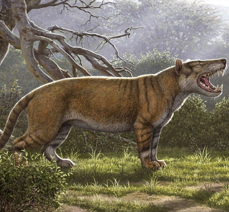 Яндекс картинки.