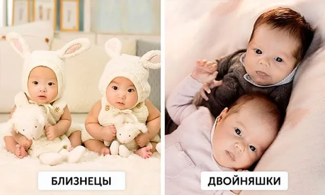 Разница между двойняшками и близнецами