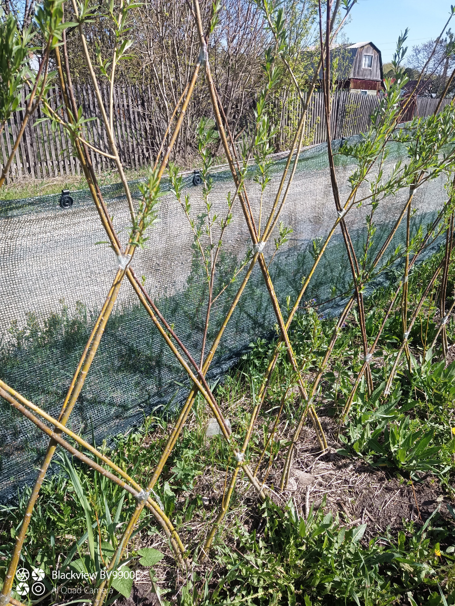 Перевязанная весной