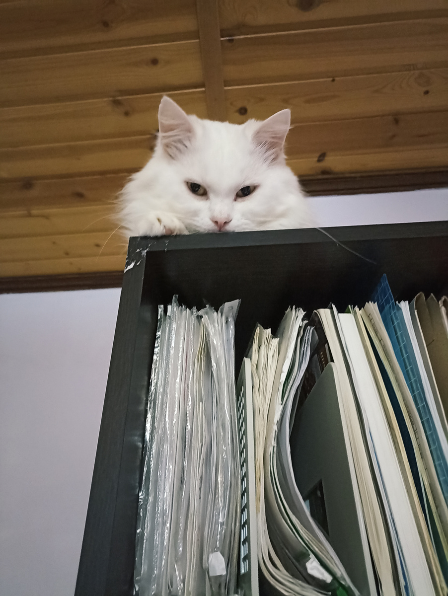 Закончился проект. Хочу устроиться на работу удалённо,с 2019 года работаю в интернет . Но это проблема, после 45 лет просто отказывают, без указания причины. Приходится недоговаривать или откровенно врать о возрасте , куда это годится. Менеджер и лид менеджер в компаниях удалённо  "живут" максимум  3 года по данным статистики, так почему же так не хотят работодатели молодые и здравомыслящие взять на работу человека у которого кроме работы и занятий то нет.