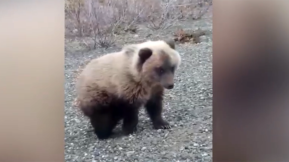 Фото: скриншот видео