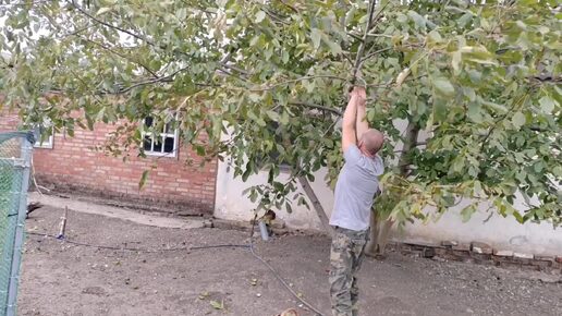 Собираем грецкий орех и захламляем чердак | Нашли неизвестный плод.