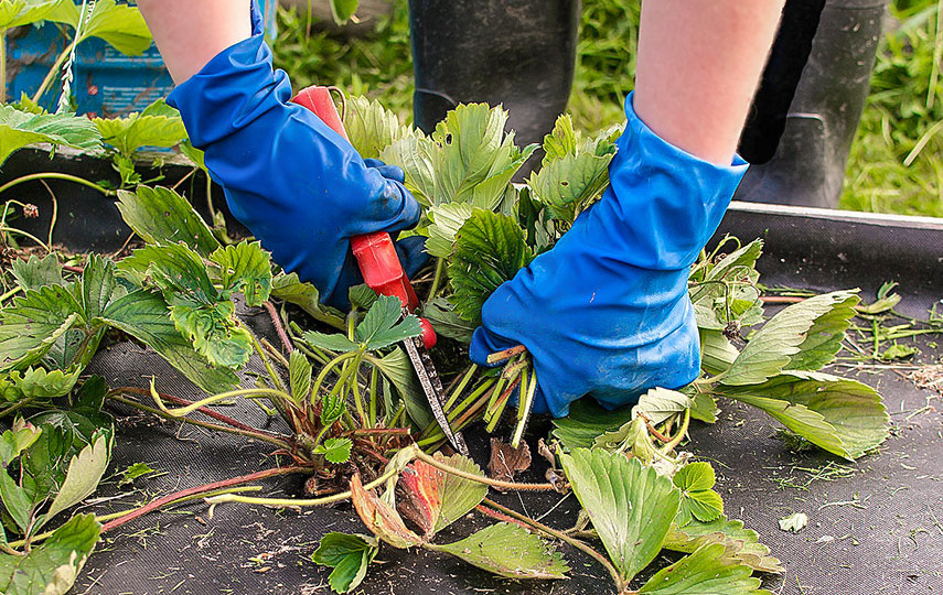 Осенний уход за ремонтантной клубникой. Можно умножить урожай в 2, а можно и в 4 раза