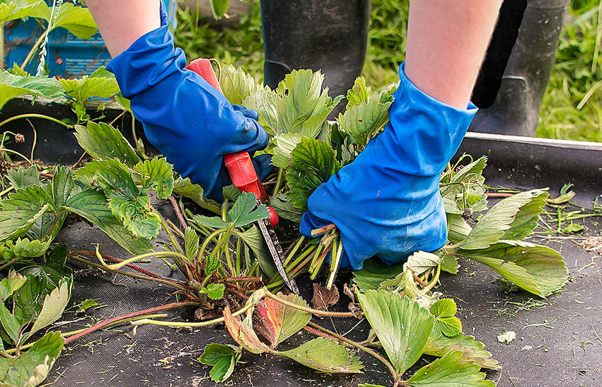 Вот так с ремонтантной клубникой поступать категорически нельзя. В следующем сезоне максимум 2 волны плодоношения будет.
