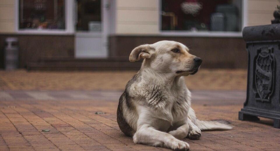    РИА «Новости»