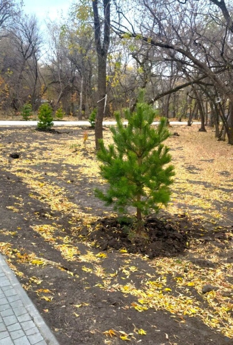    Благоустройство бывшего парка имени Ленина в Барнауле. Источник: barnaul.org