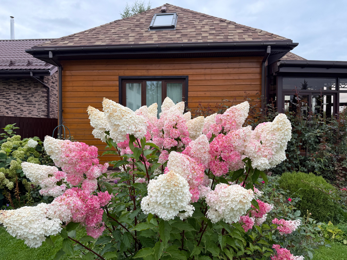 Красавица Ванилла Фрейз