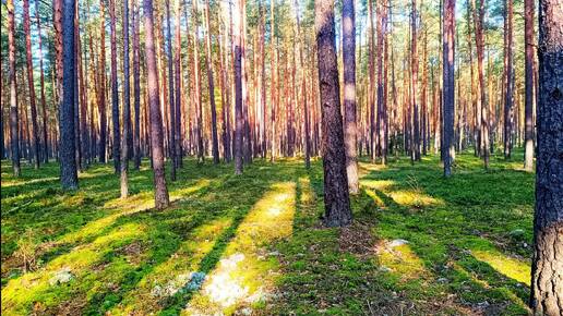 УСПОКАИВАЮЩЕЕ ПЕНИЕ ПТИЦ В ЛЕСУ ДЛЯ КРЕПКОГО НОЧНОГО СНА. РАССЛАБЛЯЮЩИЕ ЗВУКИ ПРИРОДЫ. ПЕНИЕ ПТИЦ ДЛЯ СНА. ЗВУКИ ПРИРОДЫ ДЛЯ СНА