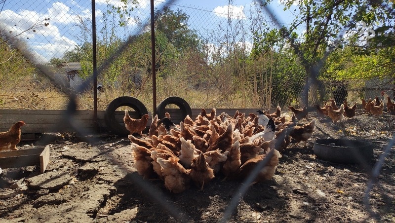      Фото: Евгения Перцева / / ИА «Победа26»