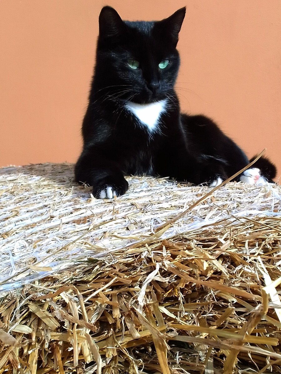 Джульетта, она же Жуля🐱