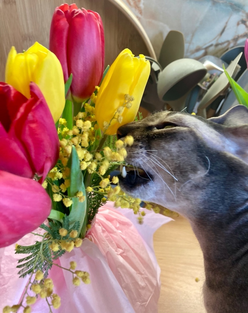 2. «А вдруг съедобно… яркий салатик»