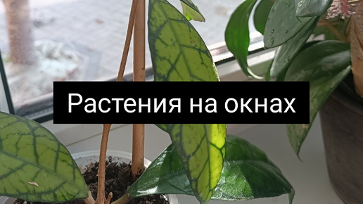 Растения на окнах🏠