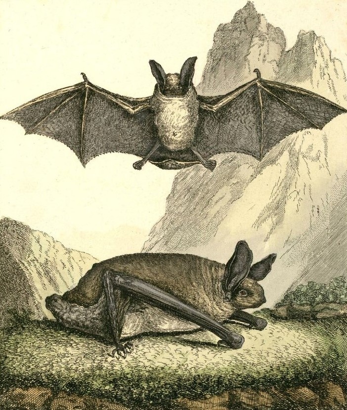 Летучая мышь, «зверок и птица»